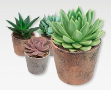 Sukkulenten-Mix CHF 6.99