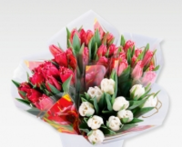 Tulpen CHF 4.99