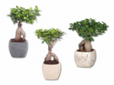 Ficus Ginseng in Viereck-Keramik CHF 14.99
