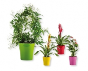 Exotische Bl&uuml;hpflanze