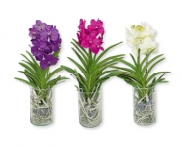 Orchidee Vanda CHF 23.90