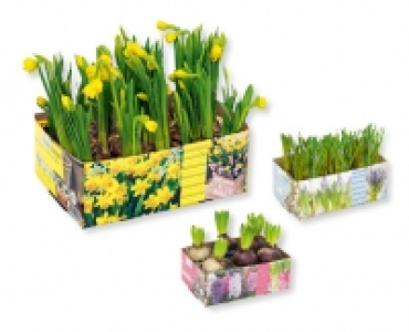 Angetriebene Blumenzwiebeln