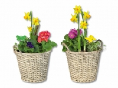 Bepflanzter Korb CHF 14.99