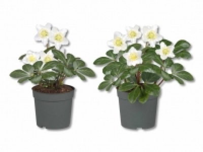 Lidl  Christrose (Helleborus Niger)