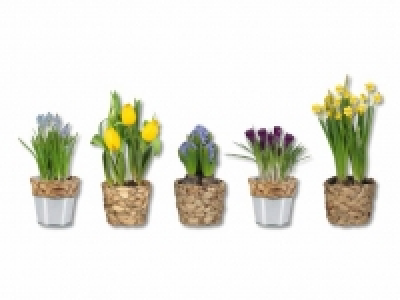 Blumenzwiebeln im Wassergrastopf CHF 3.99