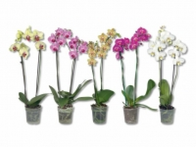 Phalaenopsis 2 Stieler CHF 7.99
