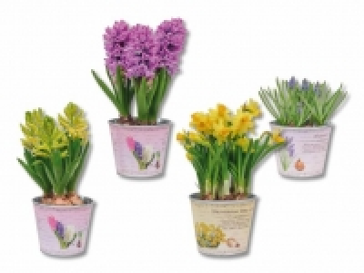 Blumenzwiebeln im Zinktopf CHF 2.99