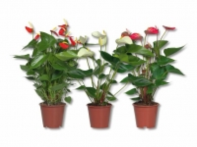 Lidl  Anthurium Andreanum