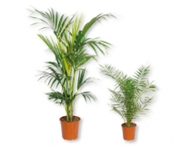 Aldi Suisse  Palme