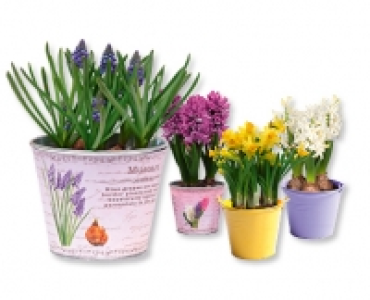 Blumenzwiebel im Zinktopf