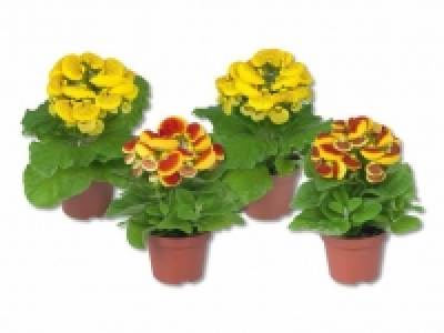 Pantoffelblume