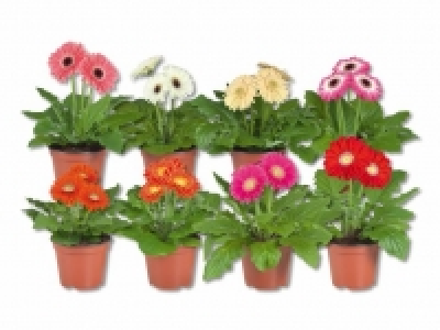 Gerbera-Mix CHF 2.49