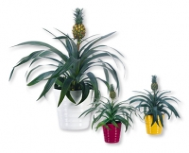 Ananaspflanze mit Frucht CHF 9.99