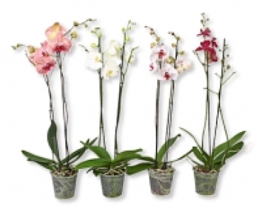 Phalaenopsis CHF 6.95