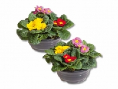 Primula Tricolor CHF&nbsp;3.99
