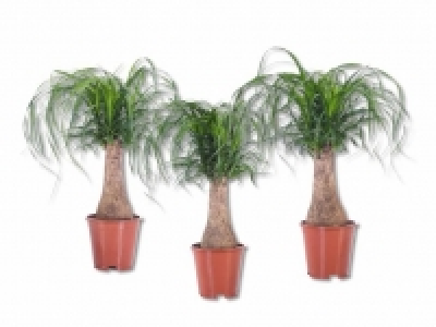 Elefantenfuss CHF&nbsp;11.99