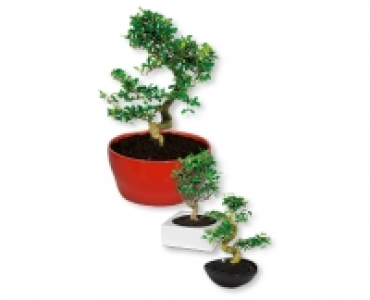 Bonsai CHF 16.99