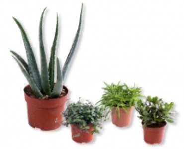 Sukkulenten-Mix CHF 3.49