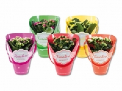 Kalanchoe Rosalina in Geschenksverpackung
