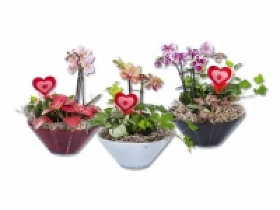 Mini Phalaenopsis in Glasschale