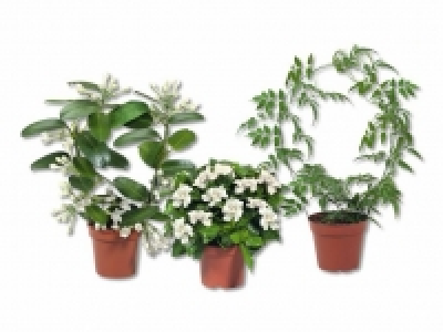 Jasminum, Stephanotis-Bogen und Gardenia Busch CHF 6.99