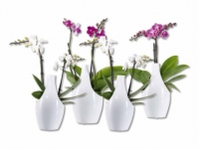 Phalaenopsis in Designkeramik CHF 9.99