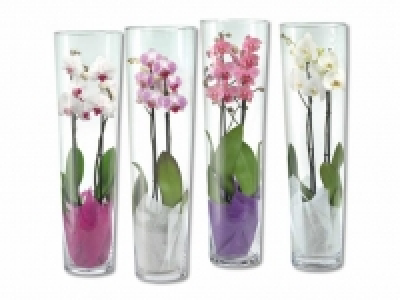 Phalaenopsis 2 Trieber im Glas CHF 19.99
