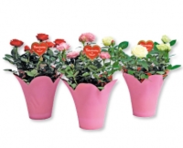 Topfrose CHF 3.79