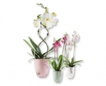 Exklusiver Orchideenmix