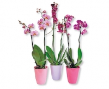 Orchidee CHF 12.99