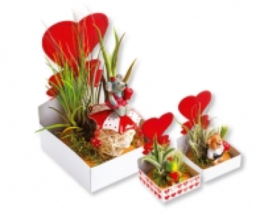 Valentins-Tillandsie