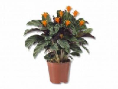 Calathea Crocata CHF&nbsp;7.99