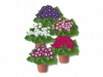 Fr&uuml;hlingscinerarie CHF&nbsp;2.99