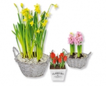 Blumenzwiebeln im Korb CHF 4.99