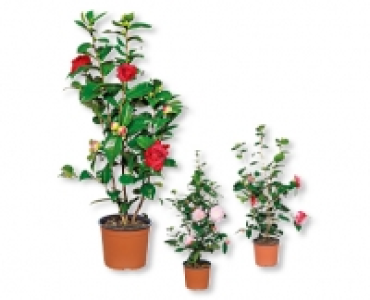 Kamelie CHF&nbsp;9.99