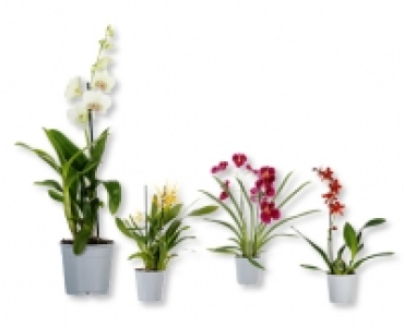 GARDENLINE&reg; Orchideen