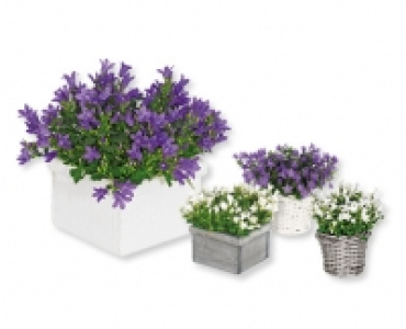 Aldi Suisse  Glockenblume