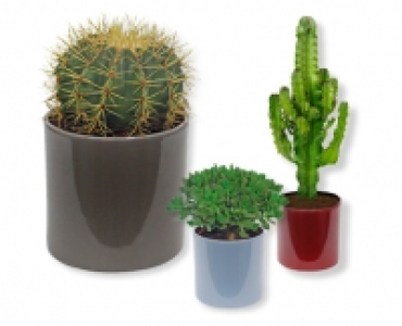 Kakteen-Sortiment CHF 12.99