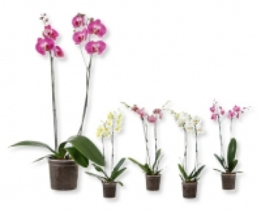 Aldi Suisse  Phalaenopsis XXL