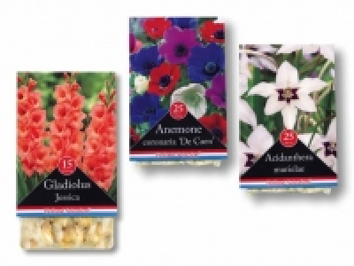 Blumenzwiebeln Standard CHF 1.79