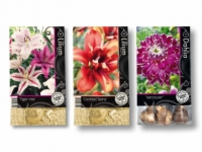 Blumenzwiebeln Premium CHF 2.99