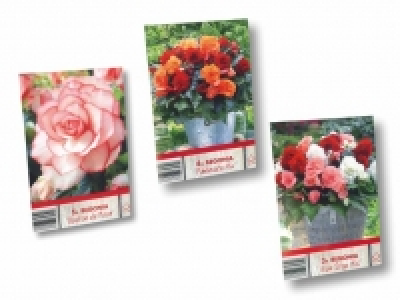 Blumenzwiebeln Begonien CHF 2.99