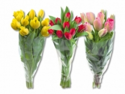 Lidl  Tulpen