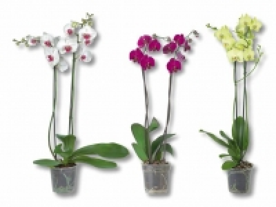Phalaenopsis 2 Stieler CHF 7.99