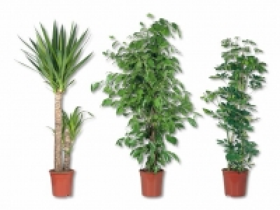 Grosser Grünpflanzenmix CHF 15.99