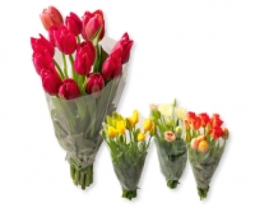 Französische Tulpen