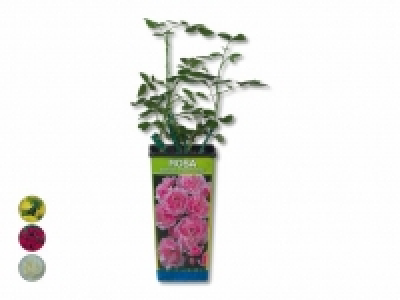 Veredelte Gartenrosen CHF 3.99