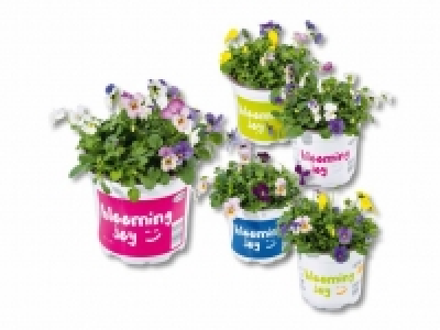 Viola Festival Colours CHF 1.99