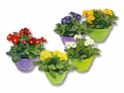 Gartenprimeln in Schale CHF 7.99