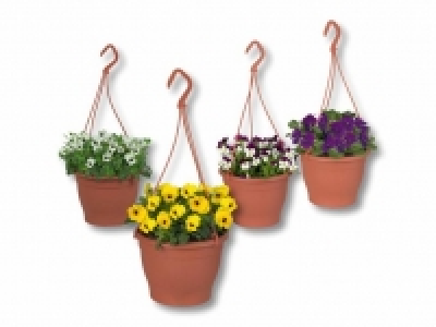 Hornveilchen-Ampel CHF 3.99